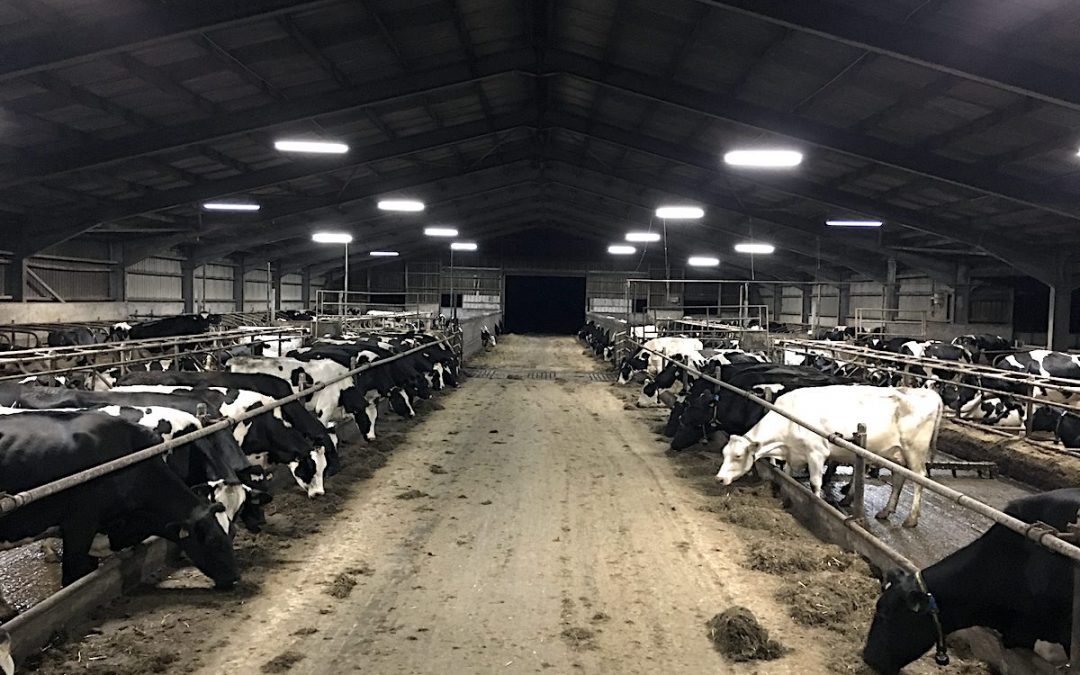 Campbell Dairy Shed