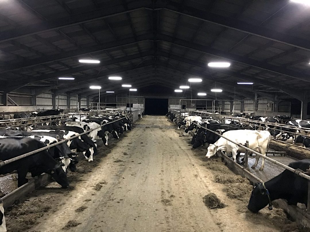 Campbell Dairy Shed Lighting AgronLED Specialists
