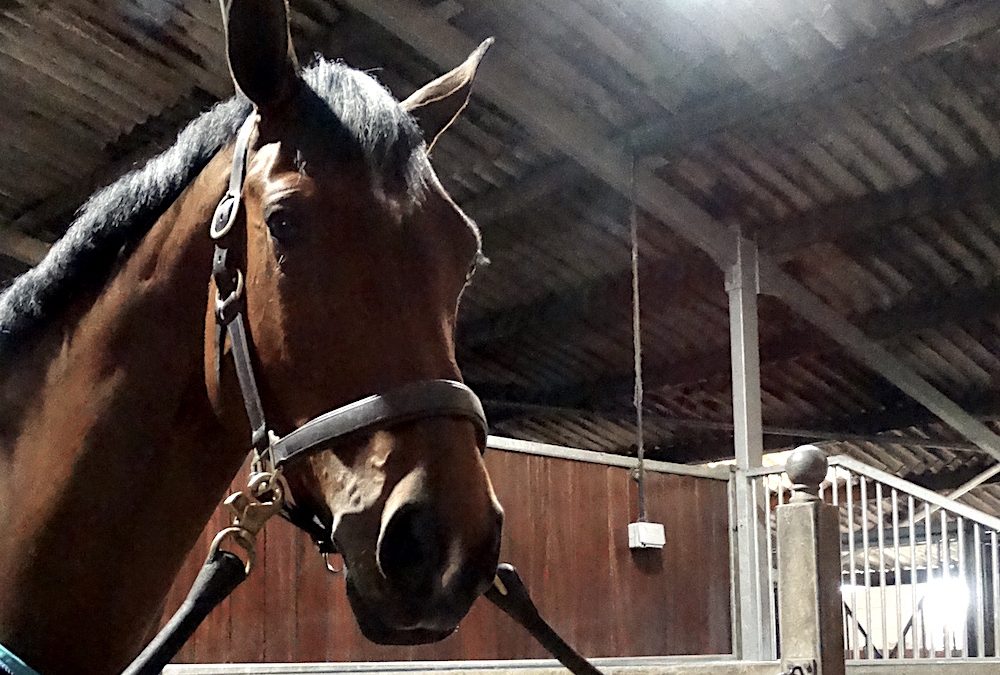 Queenholme Equestrian Stable