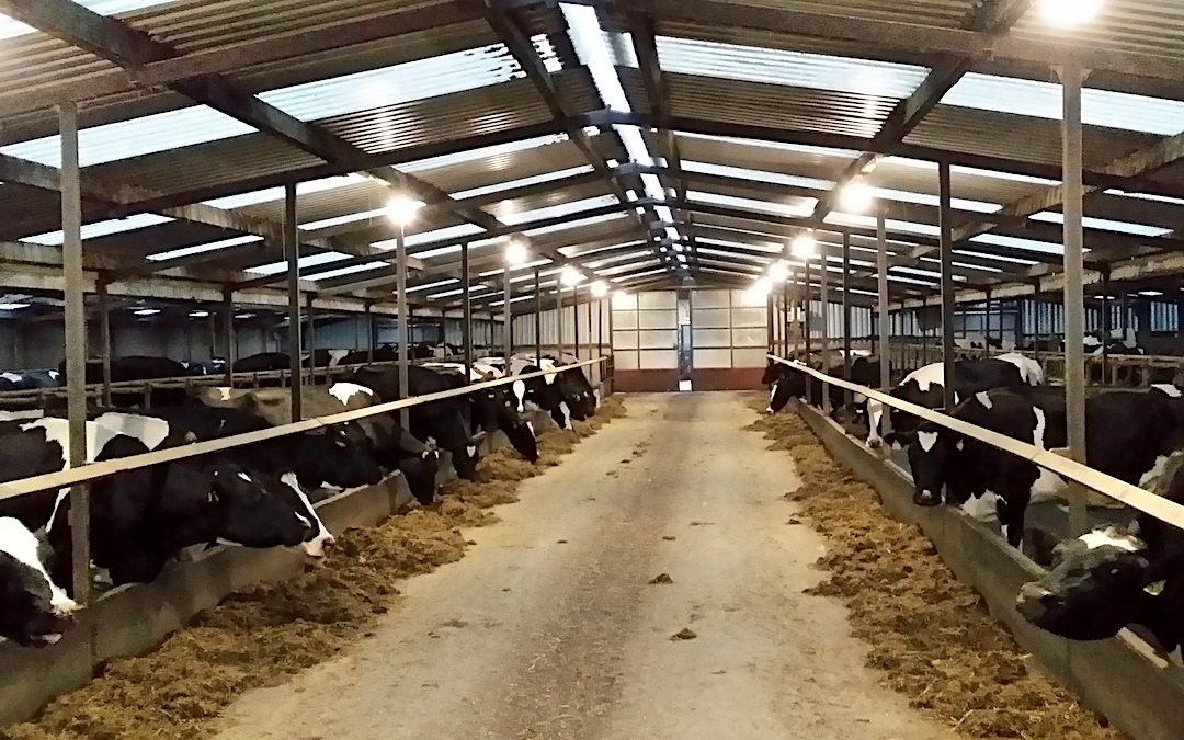 Timperon Dairy Shed